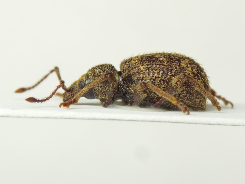 Otiorhynchus crataegi Germar, 1824